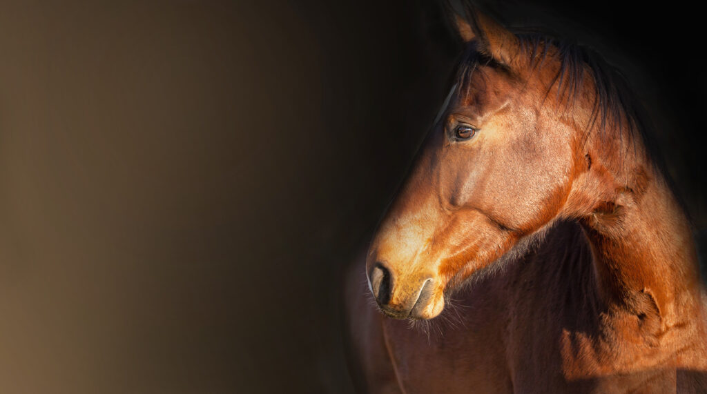 Portrait of a bay horse head on a dark background. Banner with space for text